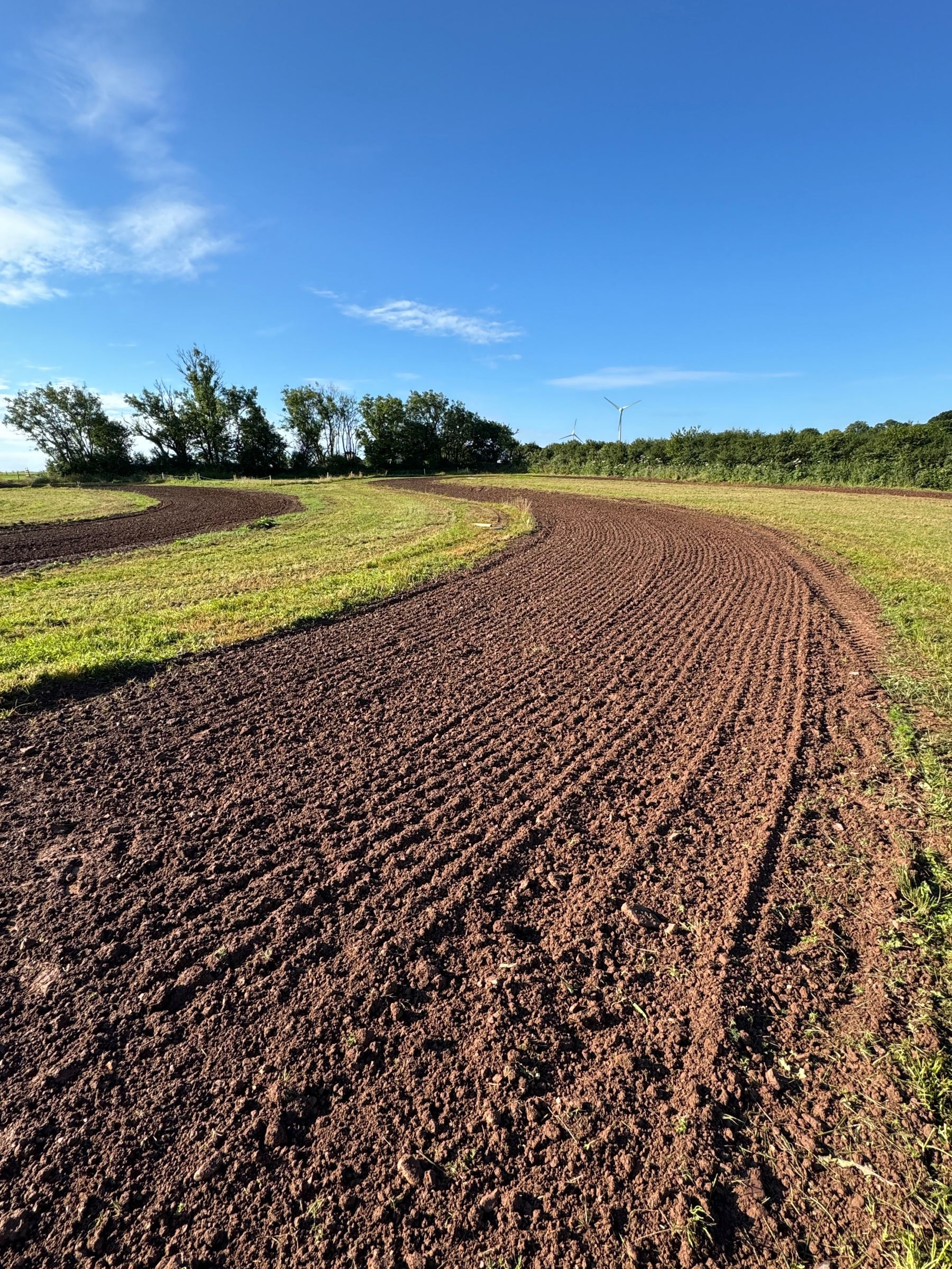 Red Roses MX gallery image 2