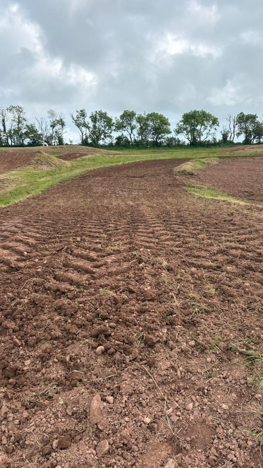 Red Roses MX gallery image 3